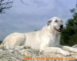 Lobero Irlandes o Irish Wolfhound