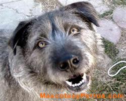 Lobero Irlandes o Irish Wolfhound