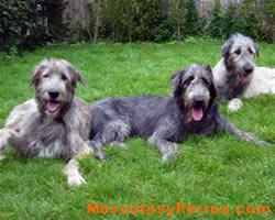 Lobero Irlandes o Irish Wolfhound