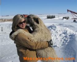 Lobero Irlandes o Irish Wolfhound