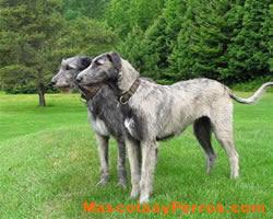 Lobero Irlandes o Irish Wolfhound