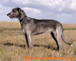 Lobero Irlandes o Irish Wolfhound