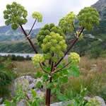 fotos Angelica planta medicinal