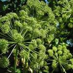 fotos Angelica planta medicinal