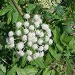 fotos Angelica planta medicinal