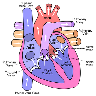 Cuidar el corazón y controlar la hipertensión arterial
