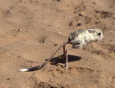 El Ratón Canguro (una especie única que podría desaparecer)