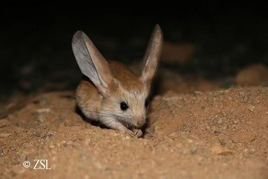 El Ratón Canguro (una especie única que podría desaparecer)