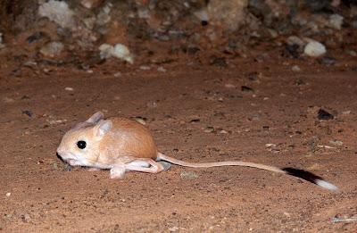 El Ratón Canguro (una especie única que podría desaparecer)