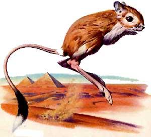 El Ratón Canguro (una especie única que podría desaparecer)