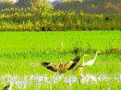 Pego. Ruta guiada Parc Natural Marjal Pego-Oliva Serenata Nocturna, ruta nocturna