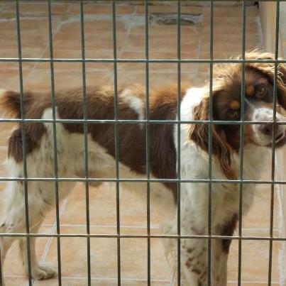 Foto: AYUDAAAAAA, este perro necesita una acogida de solo una semana para tenerlo en cuarentena antes de enviarlo, por favor si puedes salvarle la vida acogiendolo durante una semana escribe a dif.animal@gmail.com o marga.pazo.dif@gmail.com