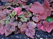 Heuchera Tiarella plantas sombra