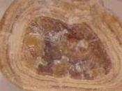 Dieta para perro cálculos Oxalato calcio