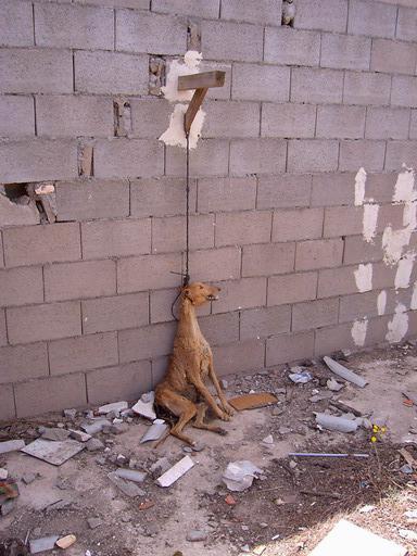Galgo ahorcado con la técnica del piano