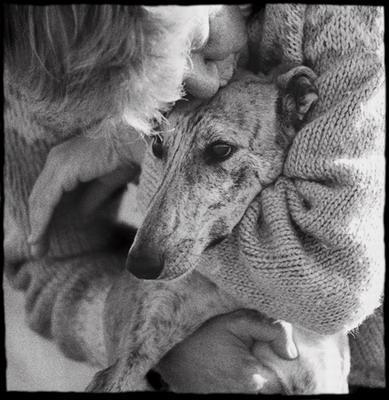 Foto: Galgos sin fronteras