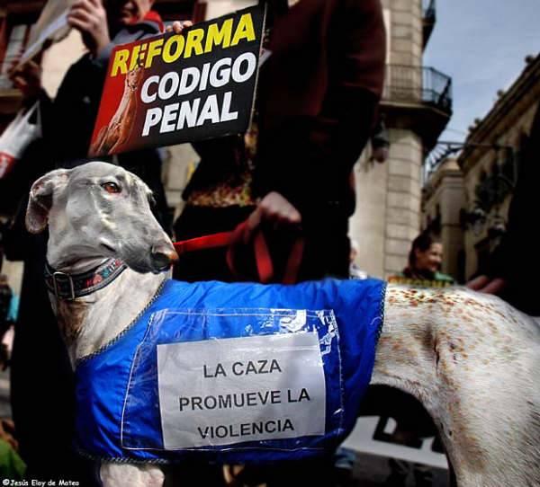 La tragedia de los galgos españoles llega a Estrasburgo Foto: Libera ONG