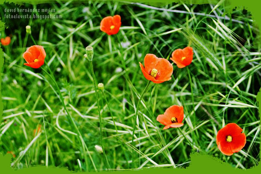 Amapola, líndisima amapola