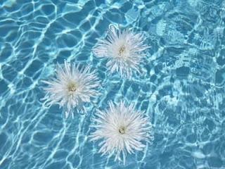 Decoración Piscina para Bodas y Fiestas