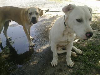 BORIS Y ZEEUS, DOS PERROS ABANDONADOS ATADOS A UN POSTE EN LA CARRETERA A PLENO SOL. (SEVILLA)