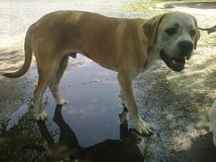 BORIS Y ZEEUS, DOS PERROS ABANDONADOS ATADOS A UN POSTE EN LA CARRETERA A PLENO SOL. (SEVILLA)