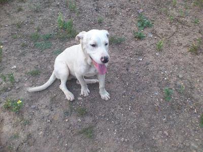 BORIS Y ZEEUS, DOS PERROS ABANDONADOS ATADOS A UN POSTE EN LA CARRETERA A PLENO SOL. (SEVILLA)