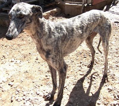 MARLON, precioso galgo atigrado en adopción.-