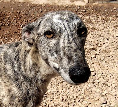 MARLON, precioso galgo atigrado en adopción.-