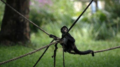 café, té, Comercio internacional, ecosistemas,  animales en peligro de extinción,  mono araña