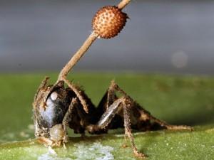 Hormiga zombi por un hongo parásito