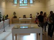 Fotos Exposició Bonsai Natura