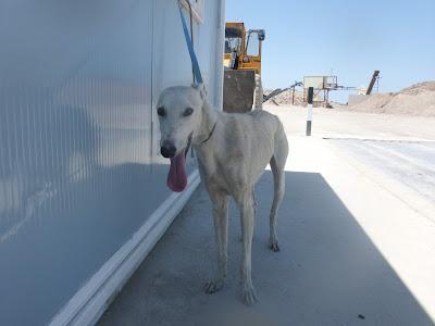 URGENTE ALGUIEN JAEN ACOGERLA?. Galga Selva.