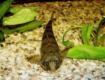 Fauna en peligro de extinción en Venezuela: El corroncho del lago de Valencia