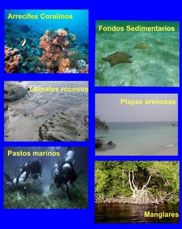 La deforestación provoca una pérdida anual del 5 % de los bosques submarinos