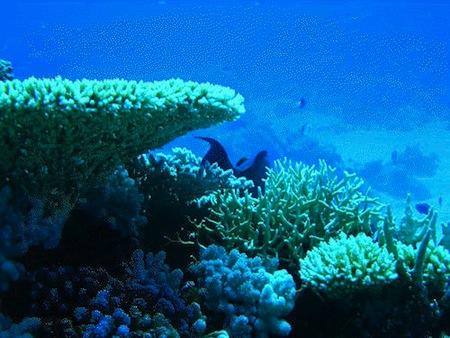 La deforestación provoca una pérdida anual del 5 % de los bosques submarinos