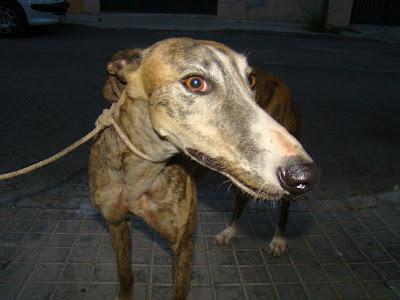ESTOS GALGOS PUEDEN MORIR MUY PRONTO!!! AYUDARLOS, POR FAVOR...