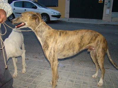 ESTOS GALGOS PUEDEN MORIR MUY PRONTO!!! AYUDARLOS, POR FAVOR...