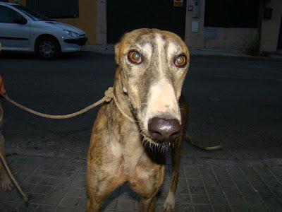 ESTOS GALGOS PUEDEN MORIR MUY PRONTO!!! AYUDARLOS, POR FAVOR...