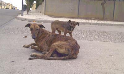 ESTOS GALGOS PUEDEN MORIR MUY PRONTO!!! AYUDARLOS, POR FAVOR...