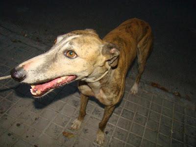 ESTOS GALGOS PUEDEN MORIR MUY PRONTO!!! AYUDARLOS, POR FAVOR...