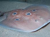 Torpedo torpedo, cómo tener susto tonto agua