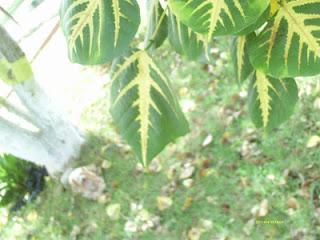 Lo que mira mi cámara: El jardín secreto