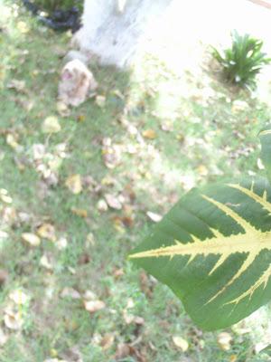 Lo que mira mi cámara: El jardín secreto