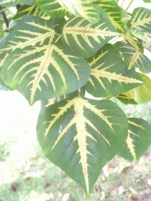 Lo que mira mi cámara: El jardín secreto