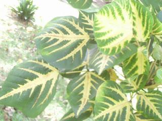 Lo que mira mi cámara: El jardín secreto