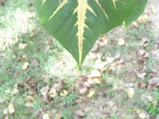 Lo que mira mi cámara: El jardín secreto