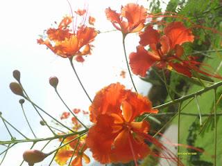 Lo que mira mi cámara: El jardín secreto