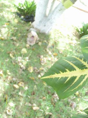 Lo que mira mi cámara: El jardín secreto