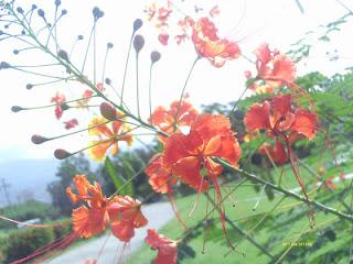 Lo que mira mi cámara: El jardín secreto