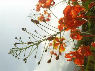 Lo que mira mi cámara: El jardín secreto